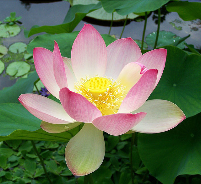 654px-Sacred_lotus_Nelumbo_nucifera